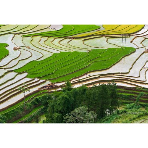 Norring, Tom 아티스트의 Vietnam -Rice paddies in the highlands of Sapa작품입니다.